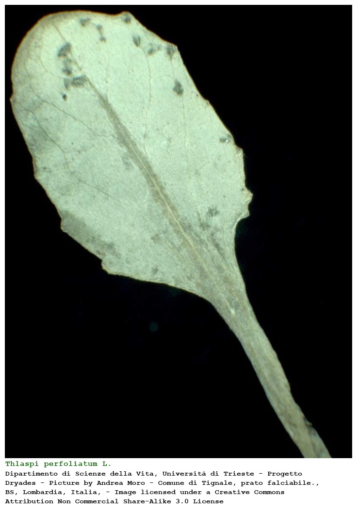 Thlaspi perfoliatum L.